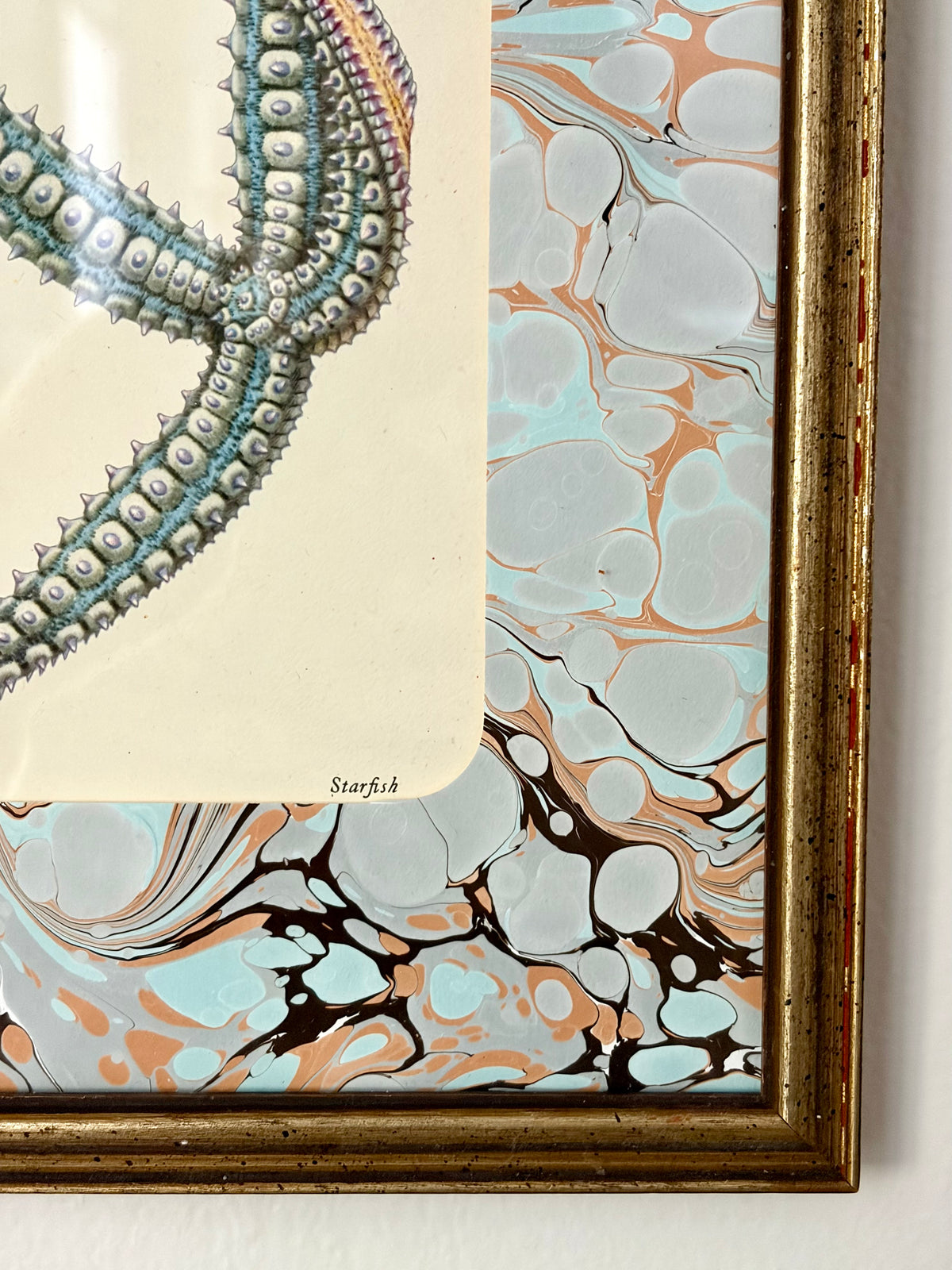 Vintage Starfish Print