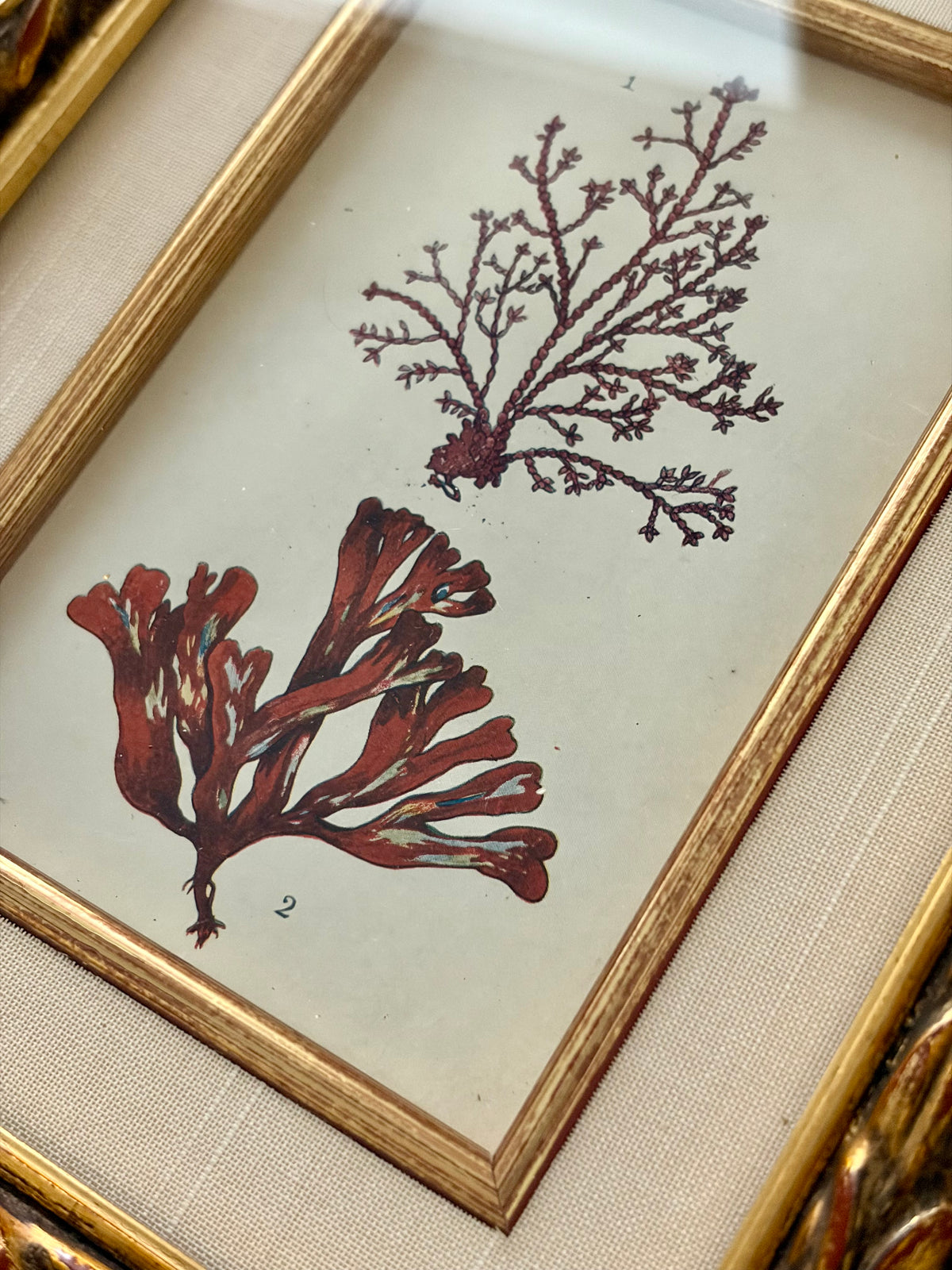 Antique Coral Print