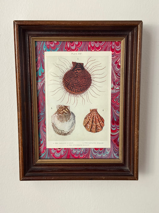Antique Shell Print