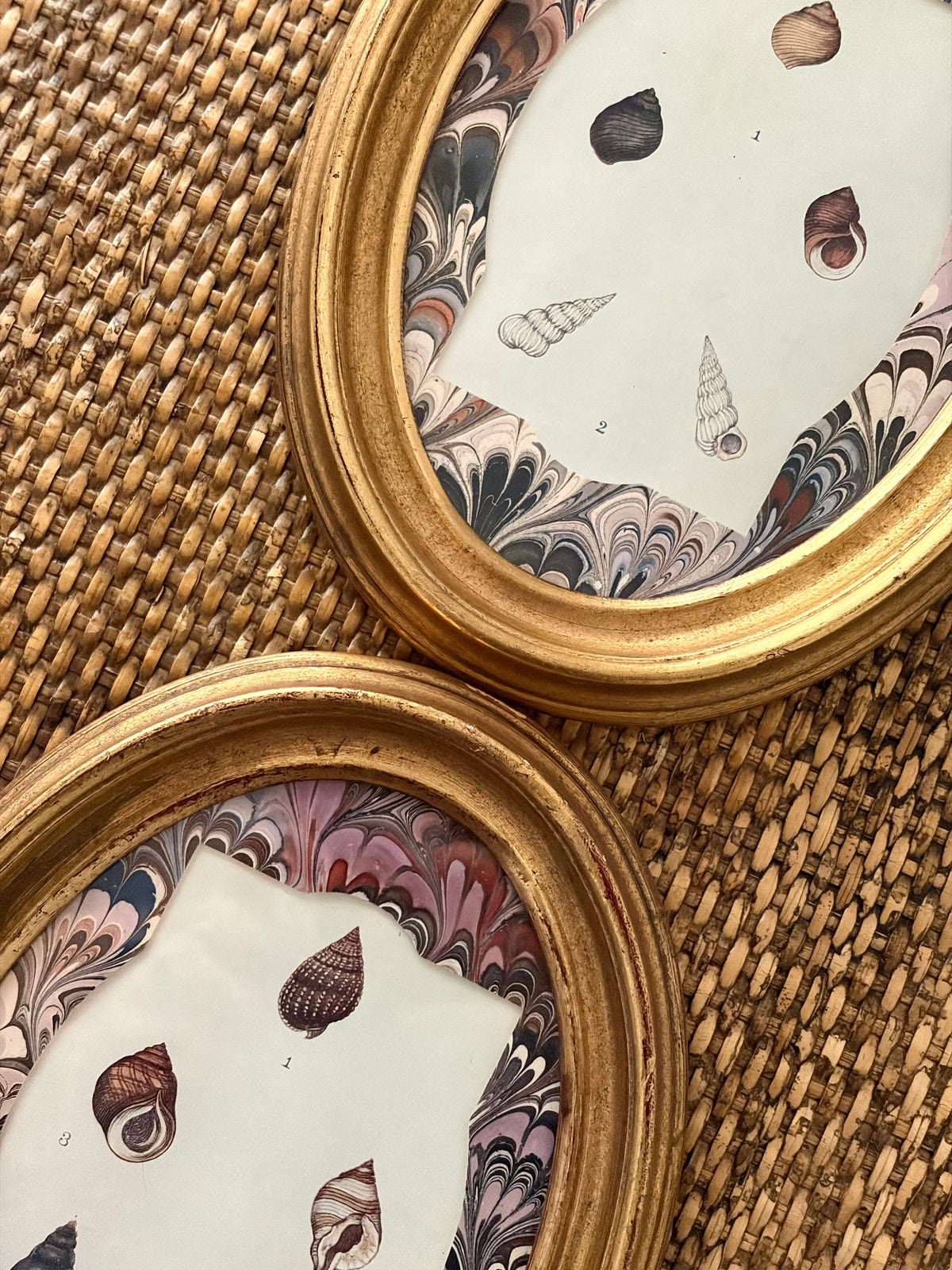 Pair of Antique Shell Prints