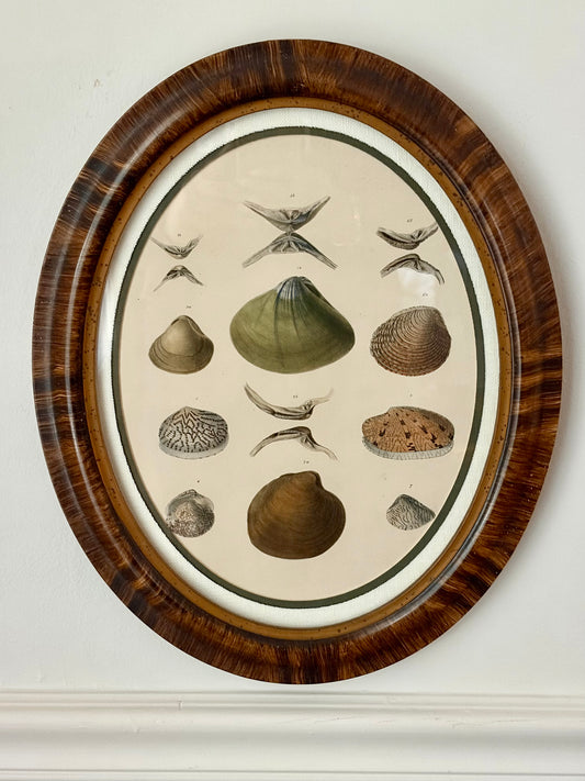 Antique Framed Shell Lithograph