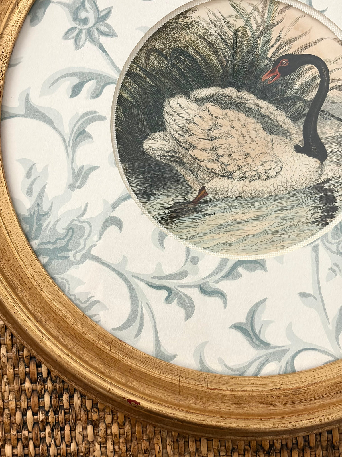 Antique Black Swan Engraving