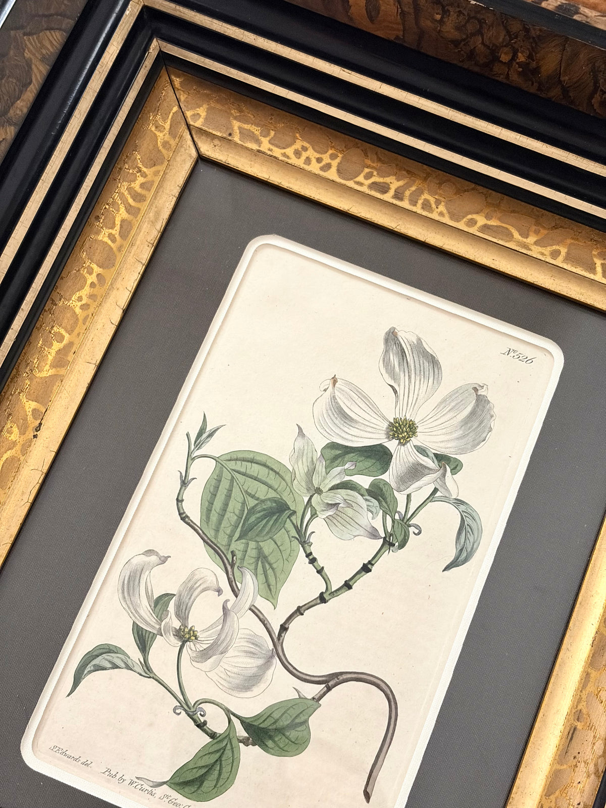 Antique Dogwood Engraving