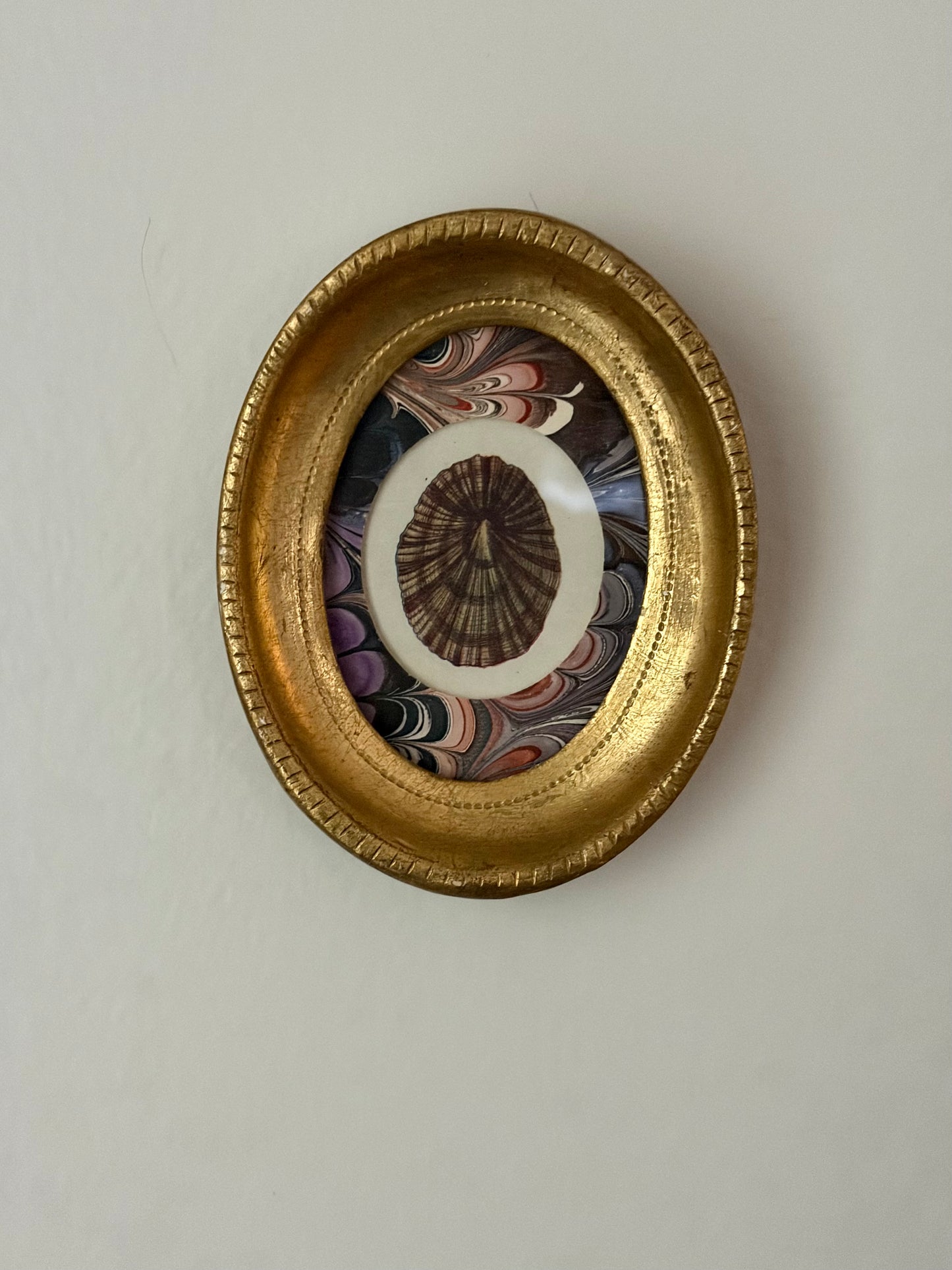 Mini Framed Antique Shell Print