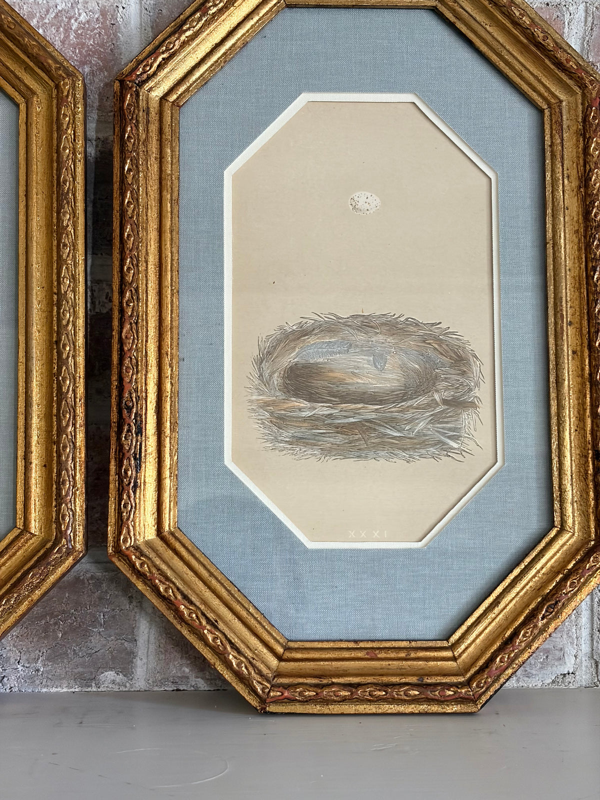 Pair of Antique Bird Nest Prints