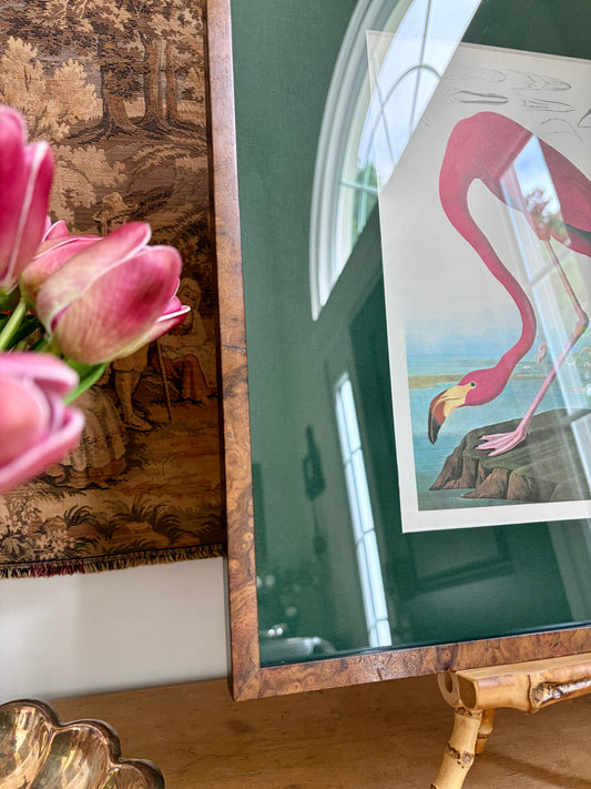 Greater Flamingo Plate 29