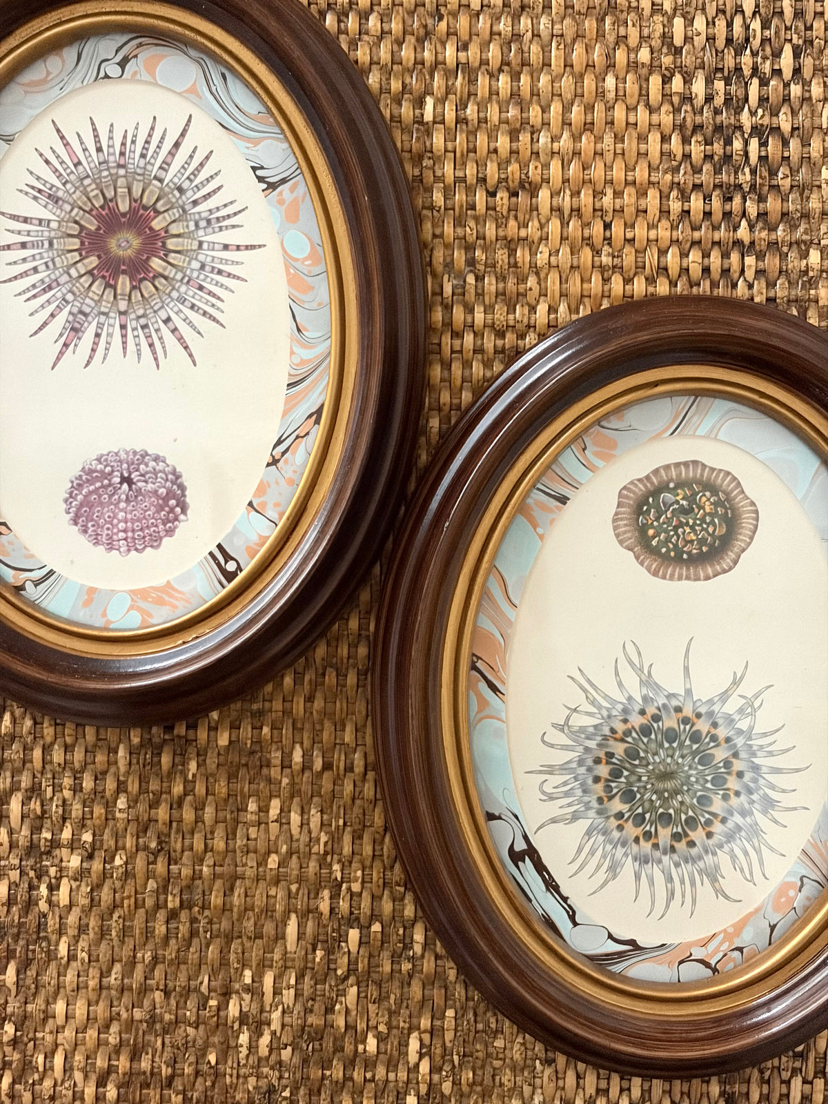 Pair of Vintage Anemone and Sea Urchin Prints