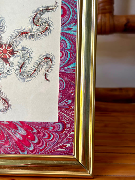 Framed Antique Starfish Print