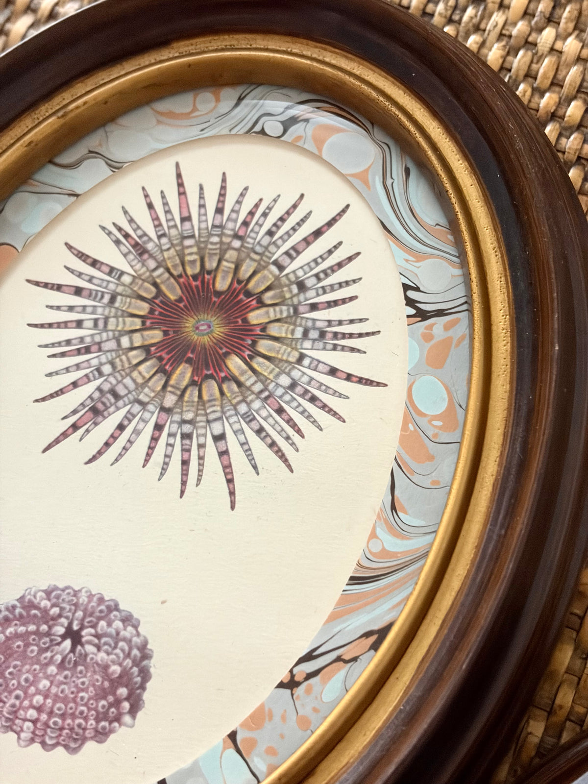 Pair of Vintage Anemone and Sea Urchin Prints