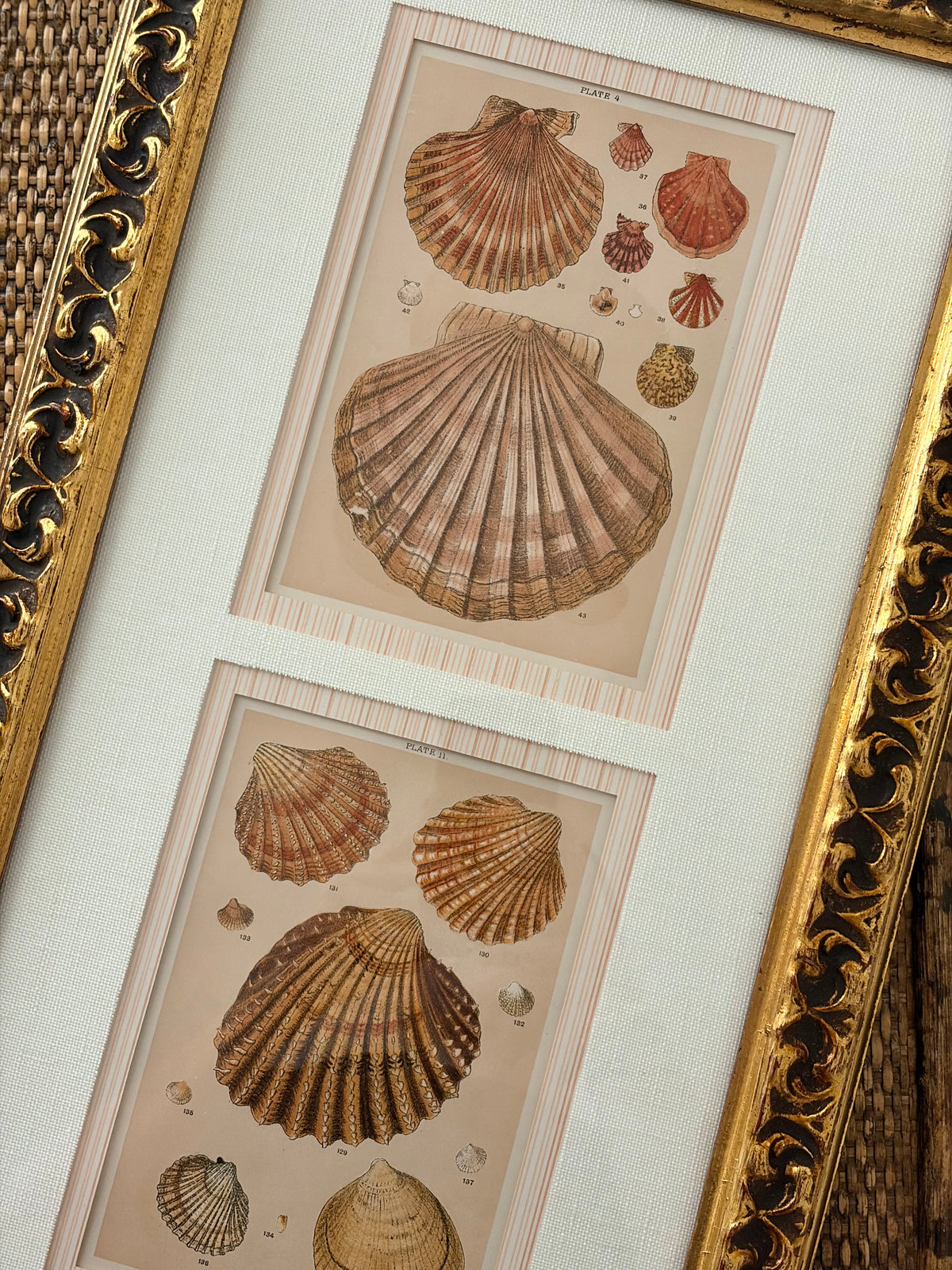 Pair of Antique Shell Prints