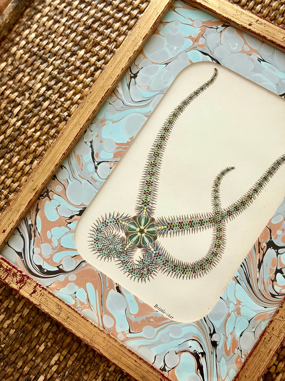 Vintage Starfish Print