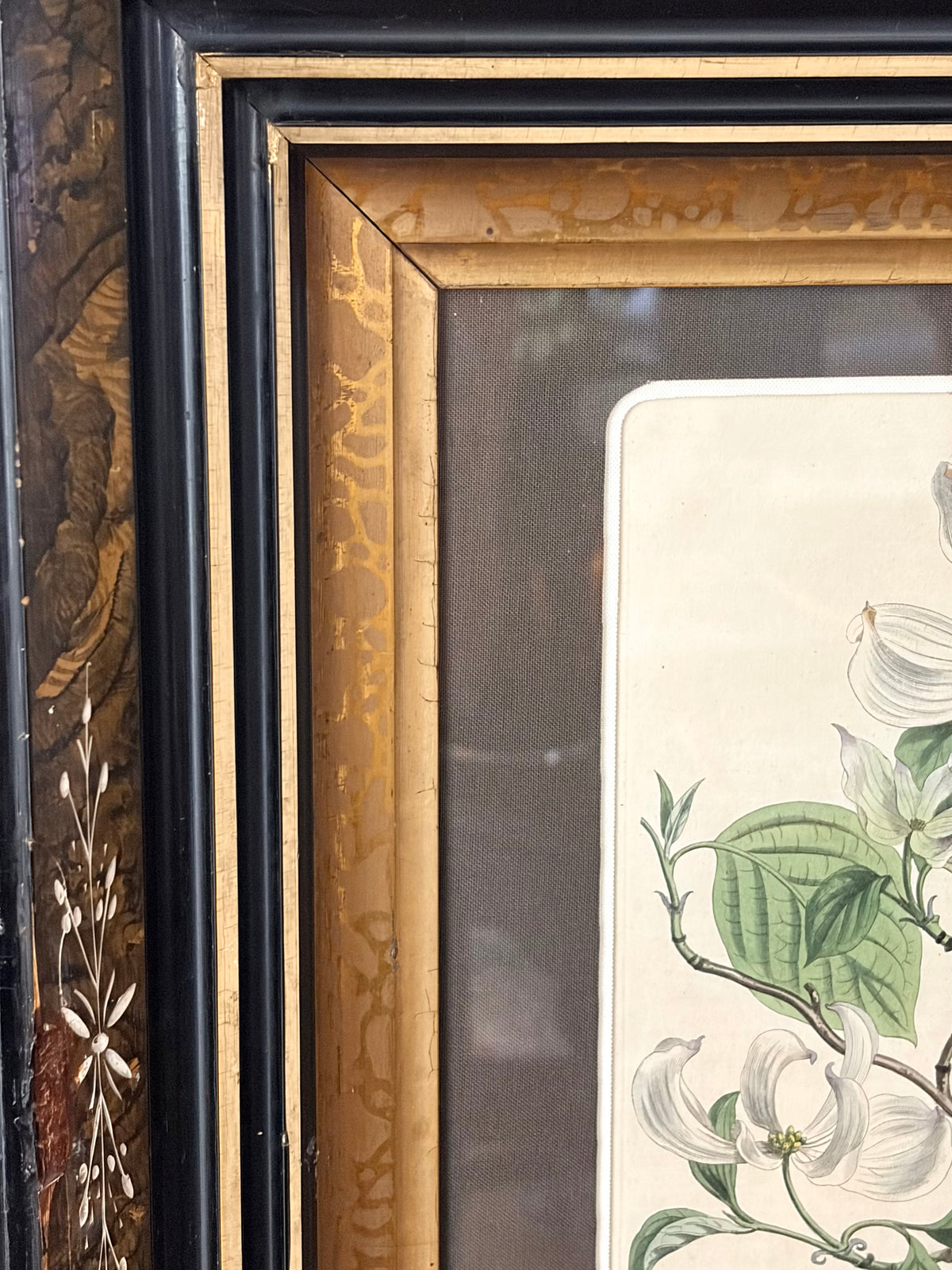 Antique Dogwood Engraving