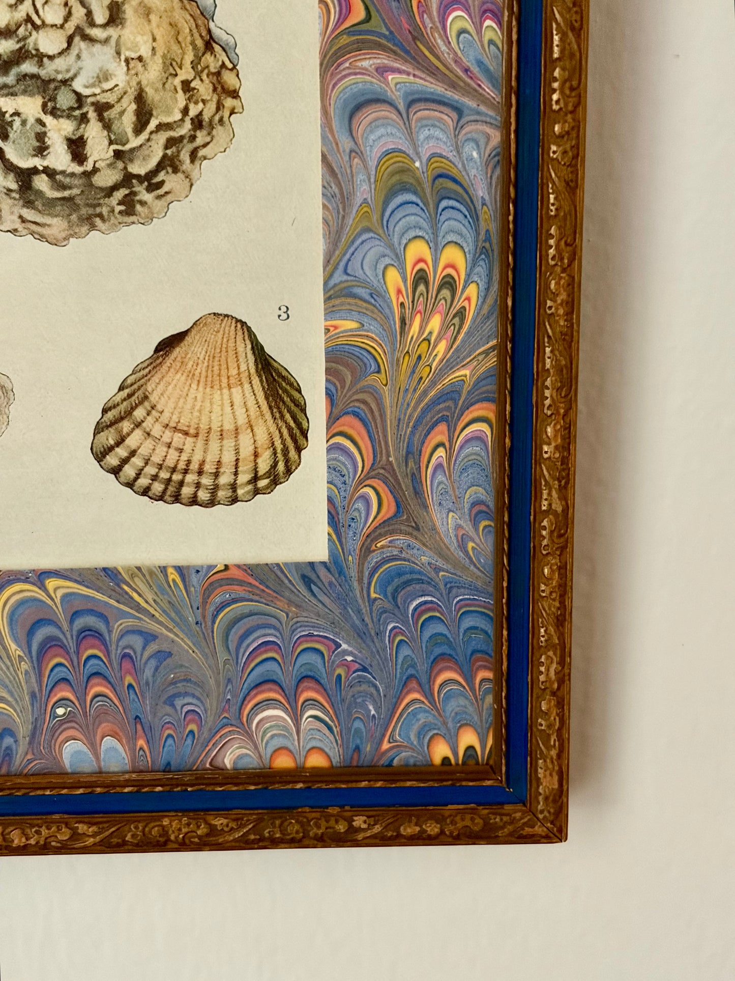 Framed Antique Shell Print