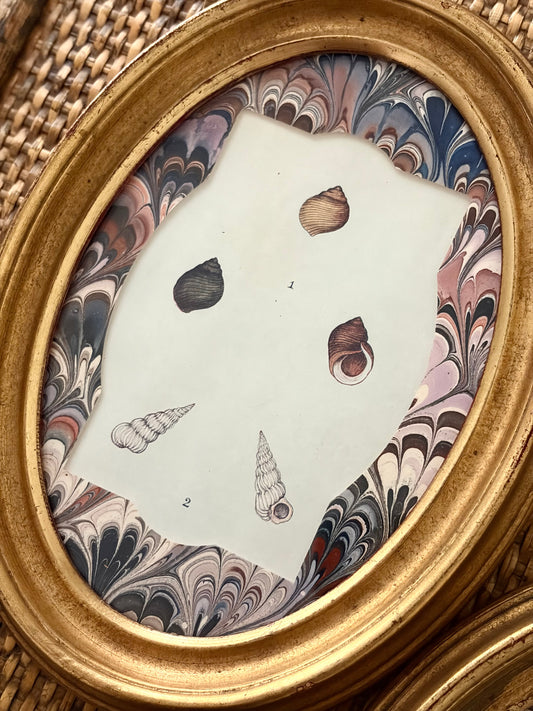 Pair of Antique Shell Prints