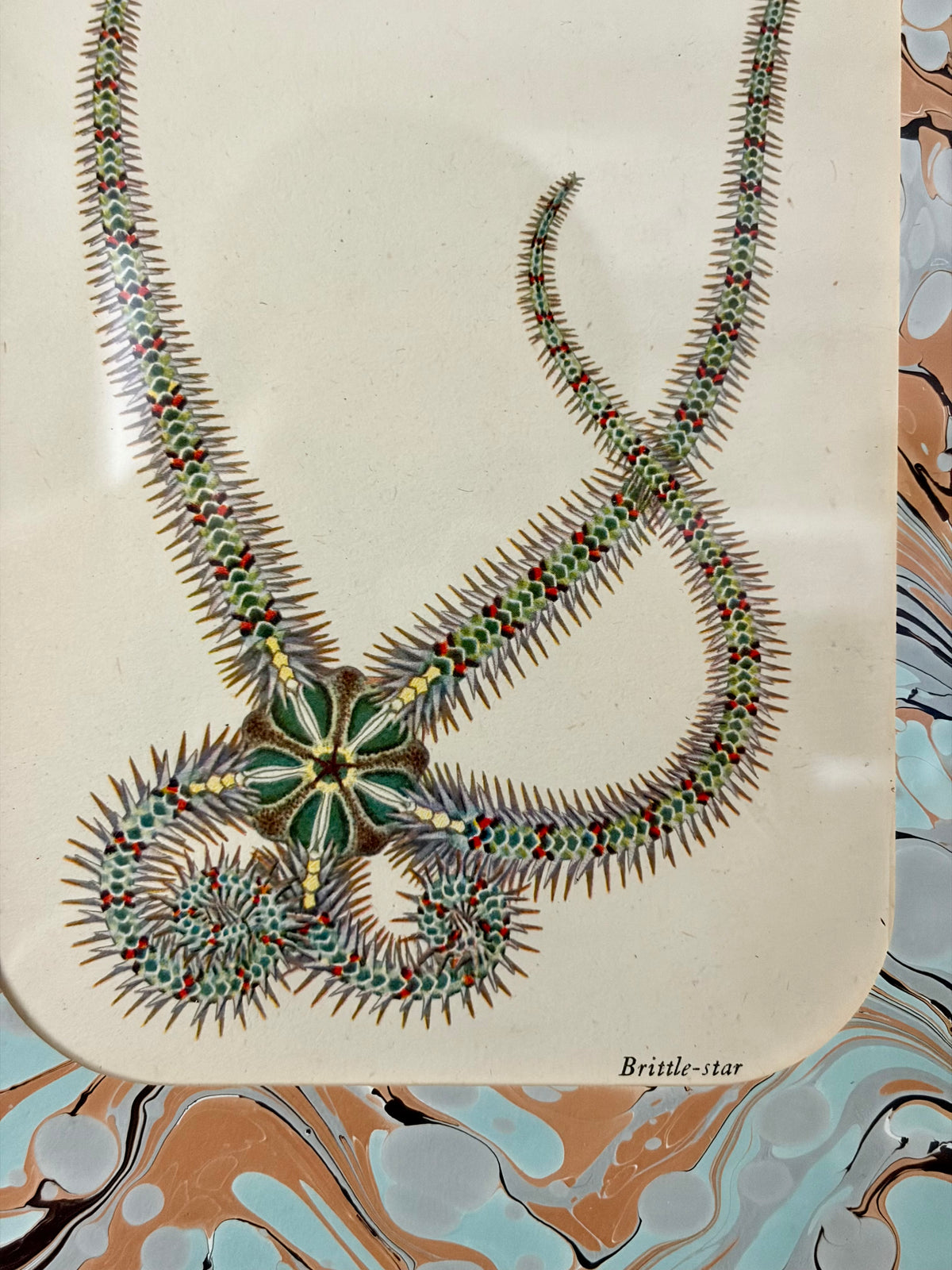 Vintage Starfish Print