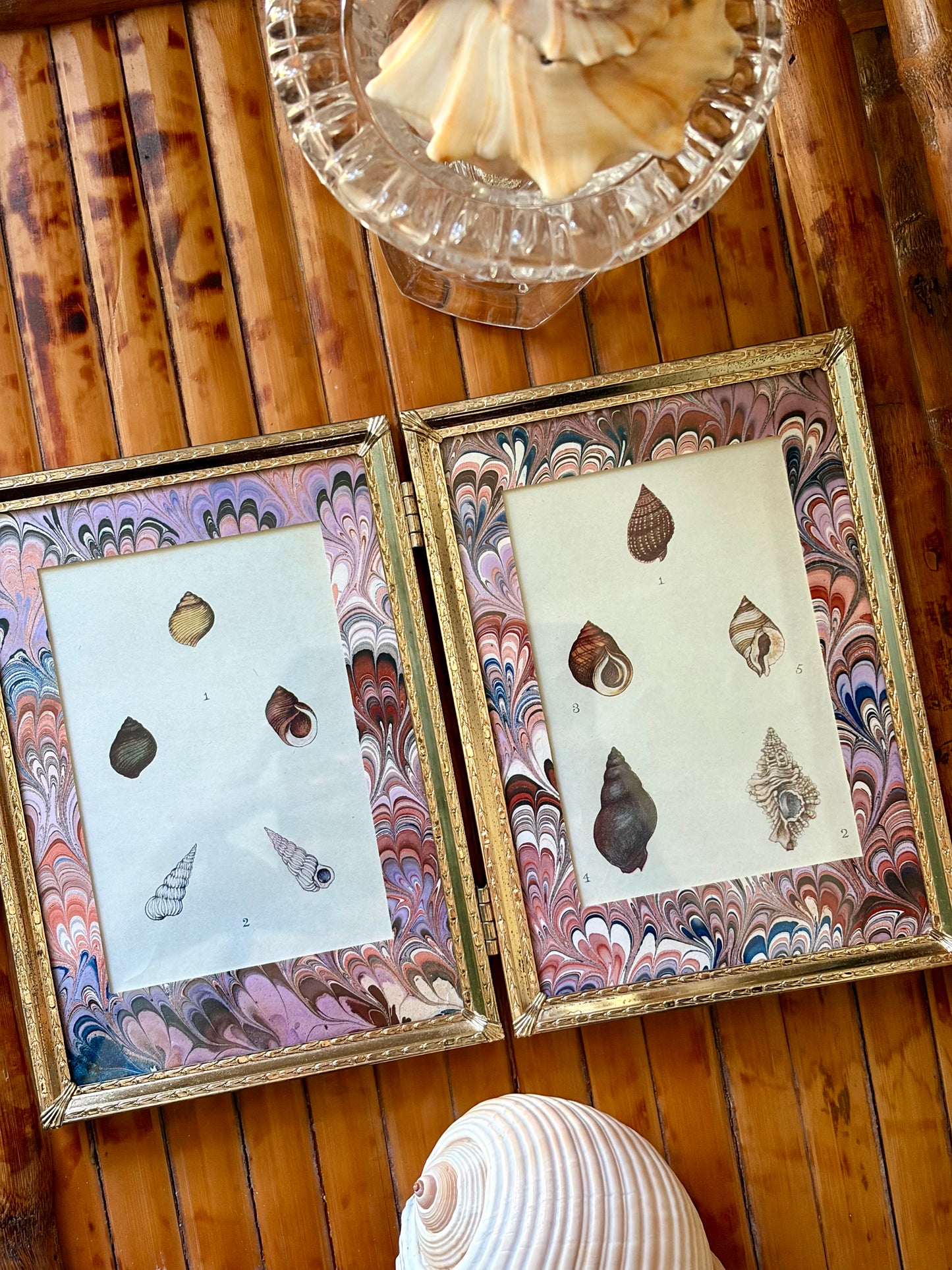 Double-Framed Antique Shell Prints