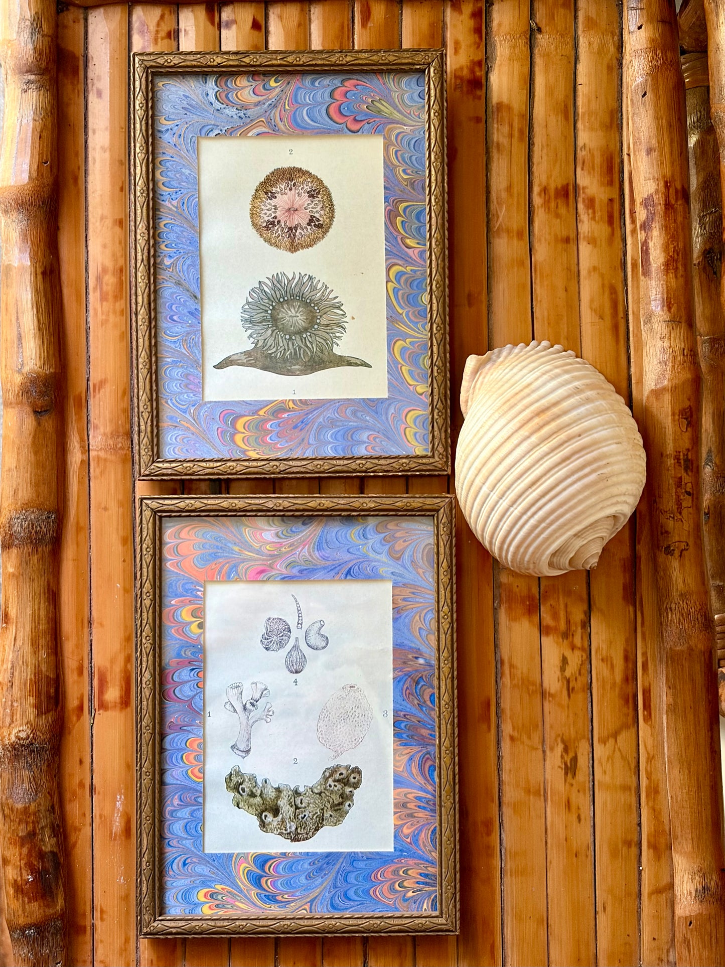 Pair of Framed Antique Coral & Anemone Prints