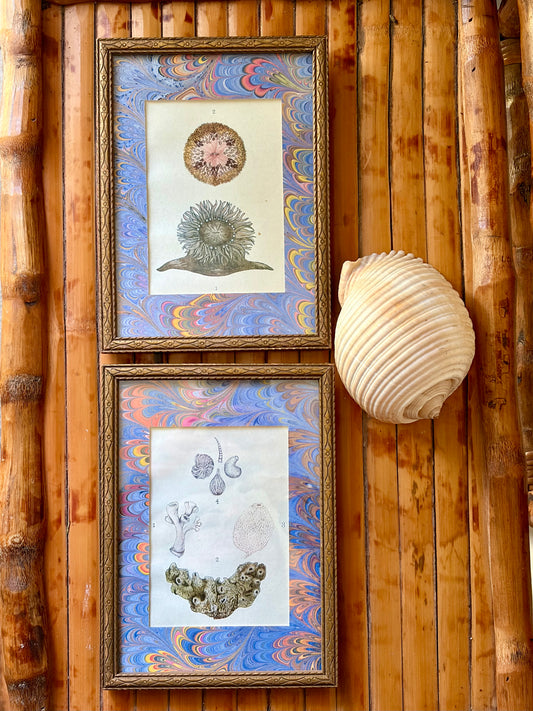 Pair of Framed Antique Coral & Anemone Prints