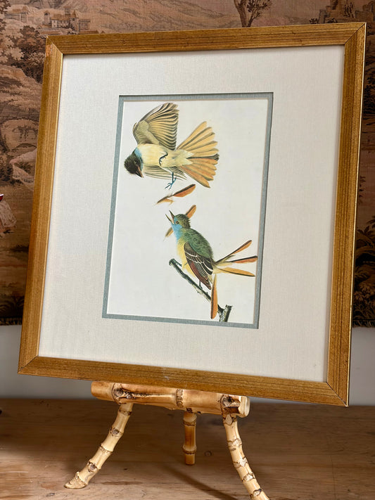 Great Crested Flycatcher Plate 335