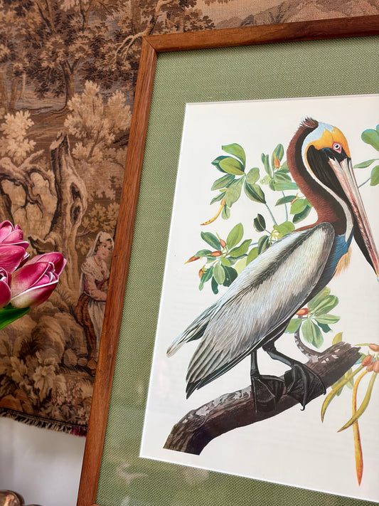 Brown Pelican Plate 17