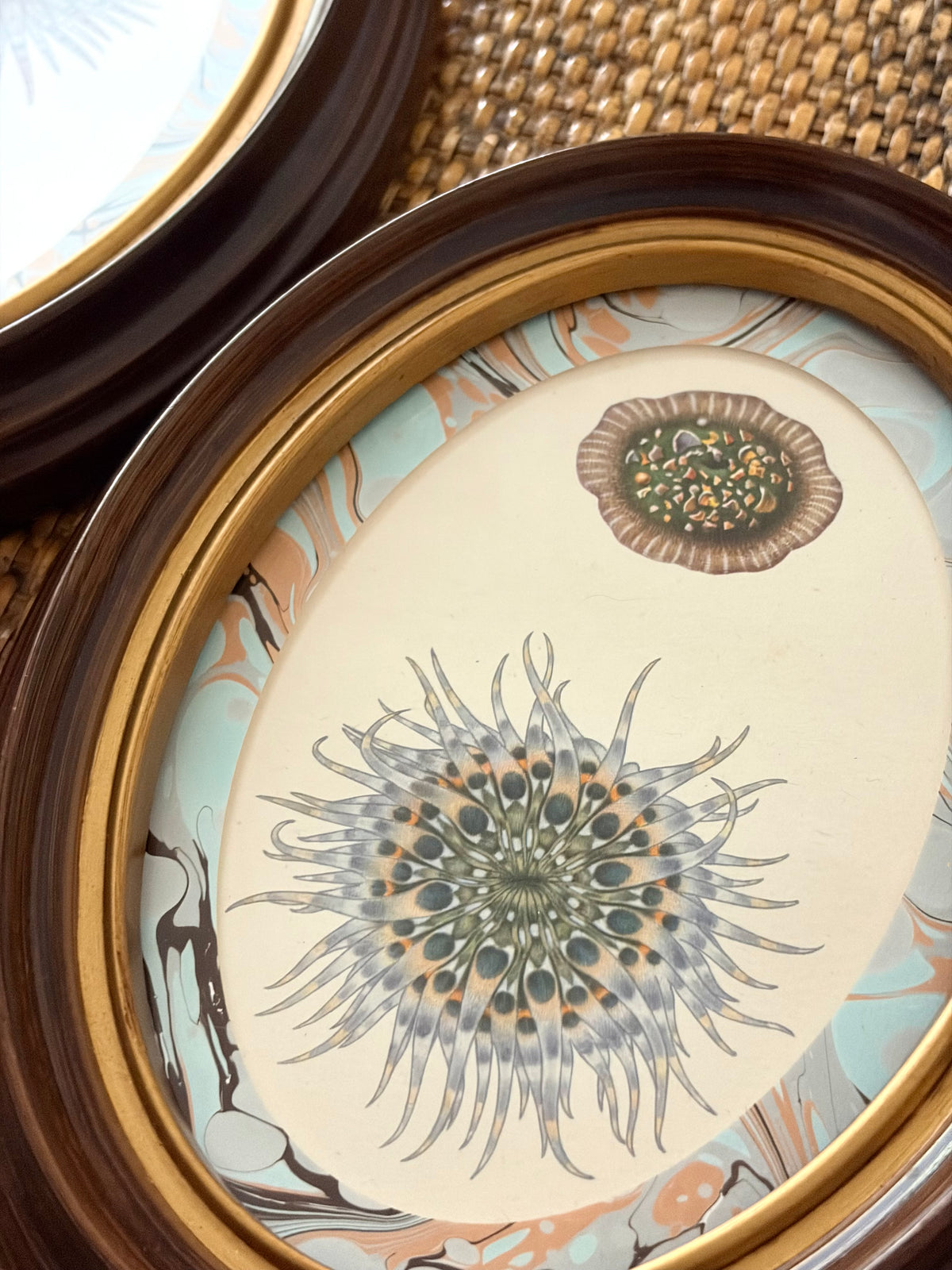 Pair of Vintage Anemone and Sea Urchin Prints