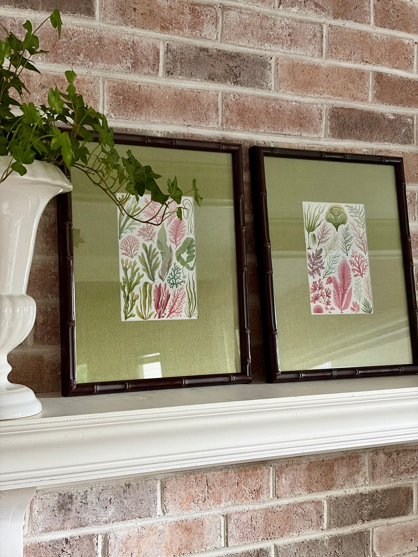 Pair of Framed Vintage Seaweed Prints