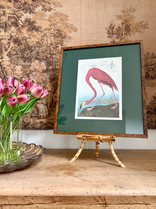 Greater Flamingo Plate 29