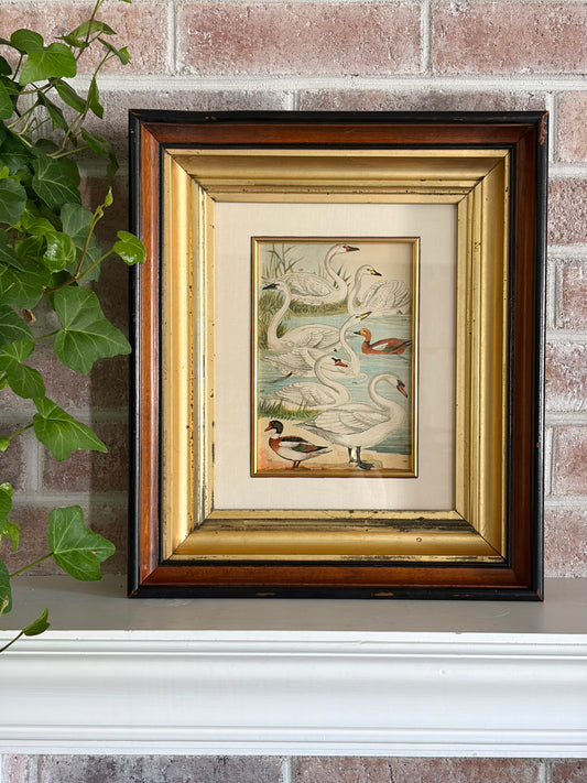 Antique Swan Print