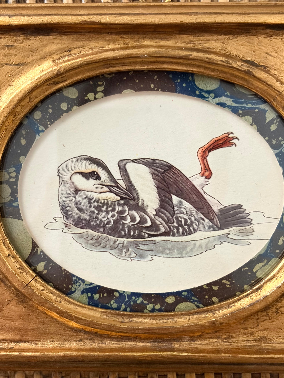 Vintage Bird Print