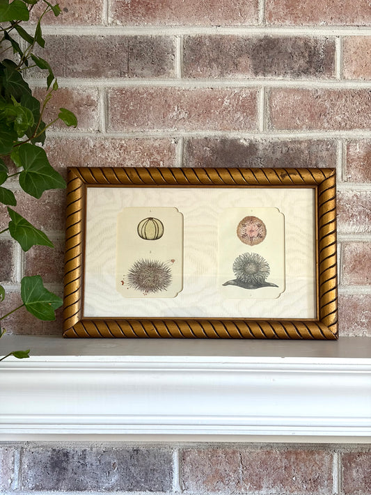 Pair of Antique Anemone & Sea Urchin Prints