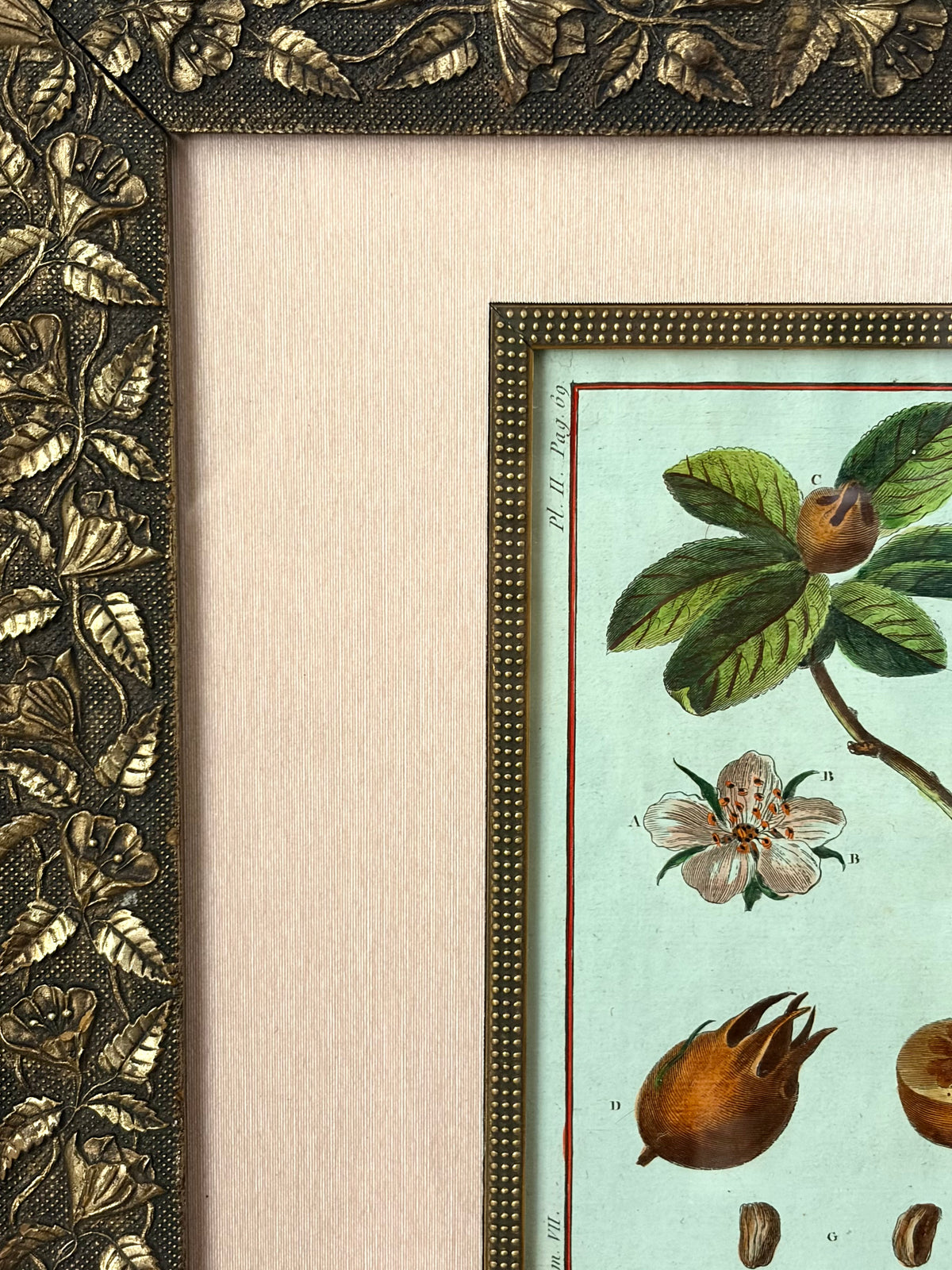 Rare Antique 18th Century Botanical Engraving