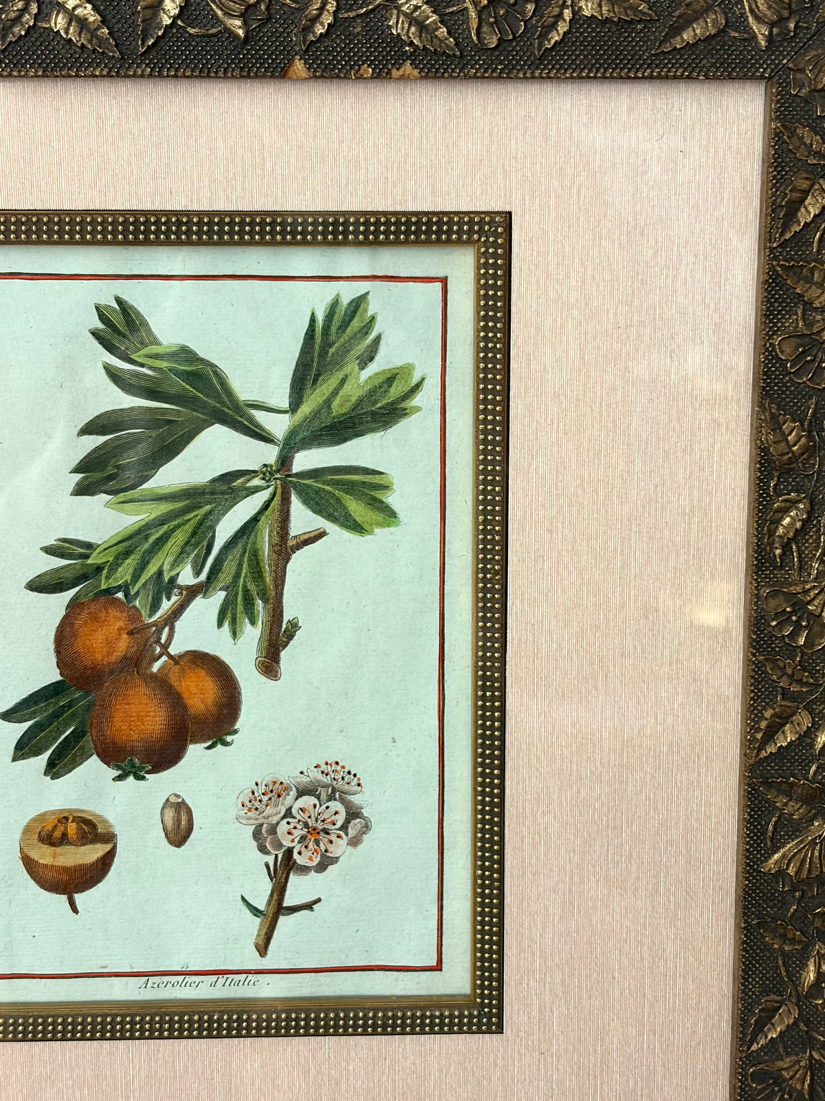 Rare Antique 18th Century Botanical Engraving