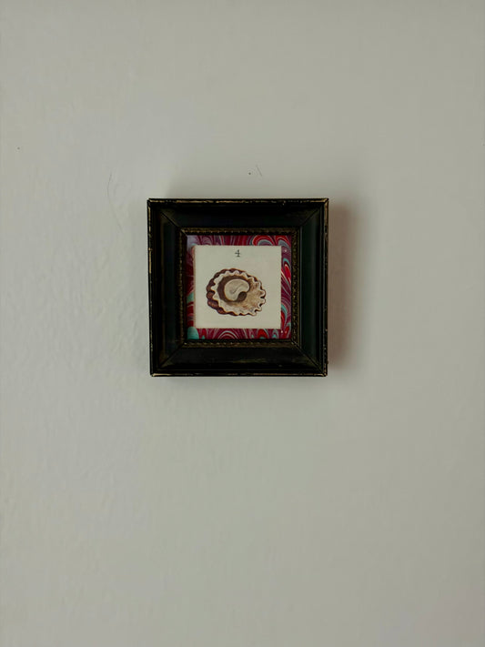 Mini Framed Antique Shell Print