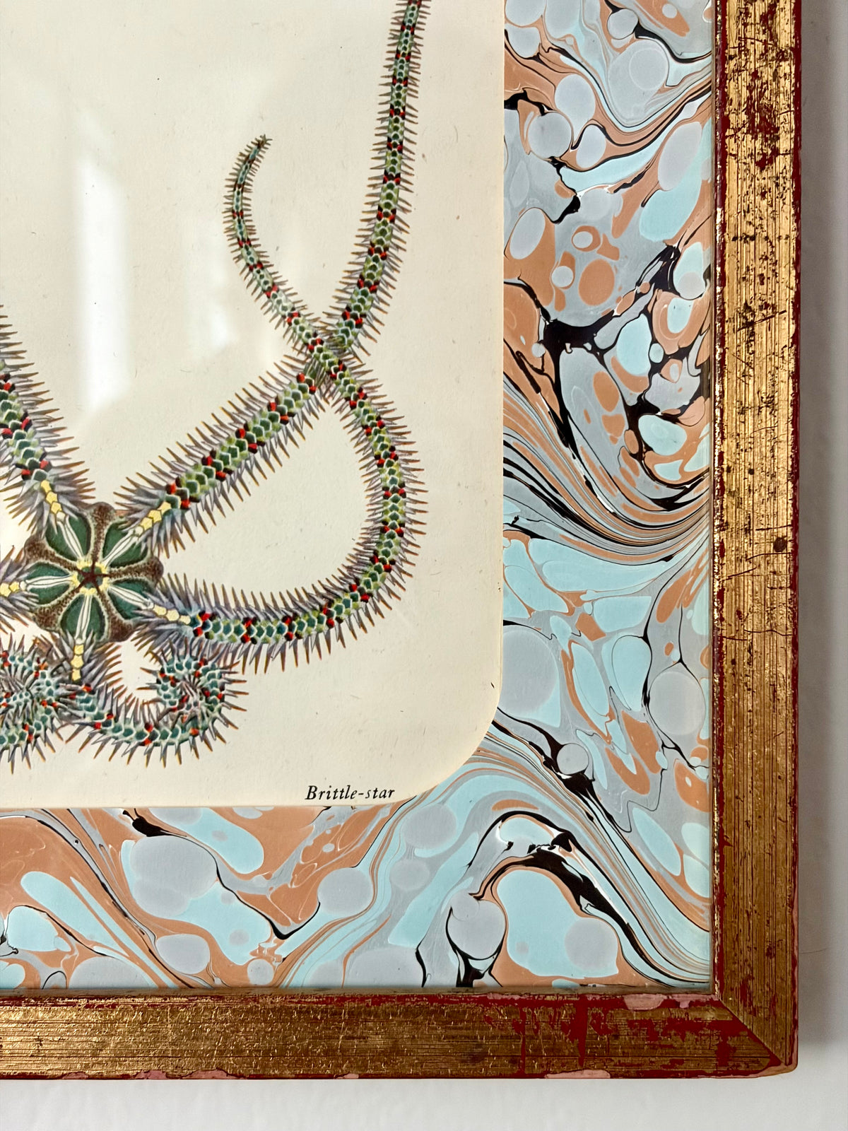 Vintage Starfish Print