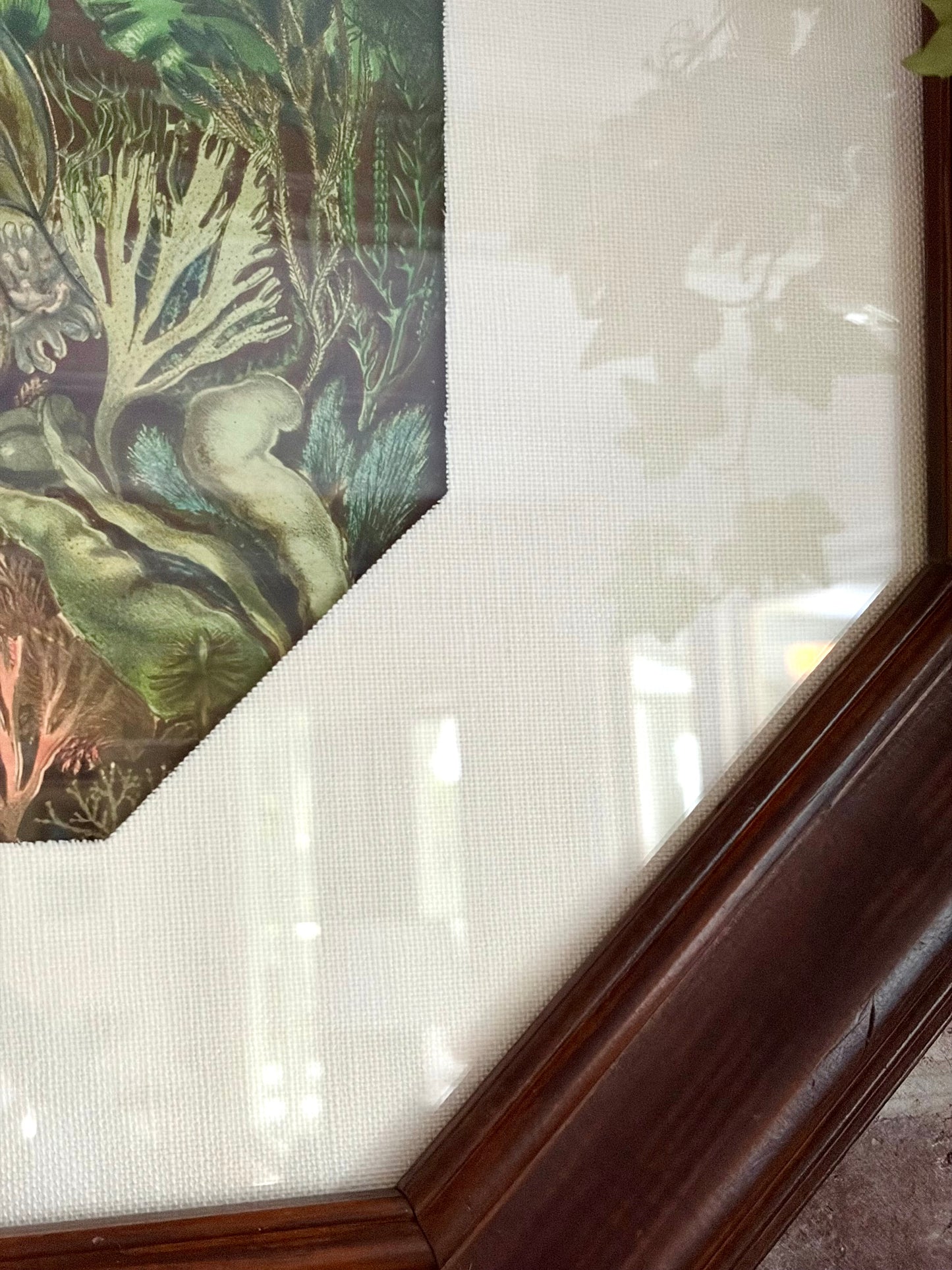 Framed Antique British Seaweeds Print
