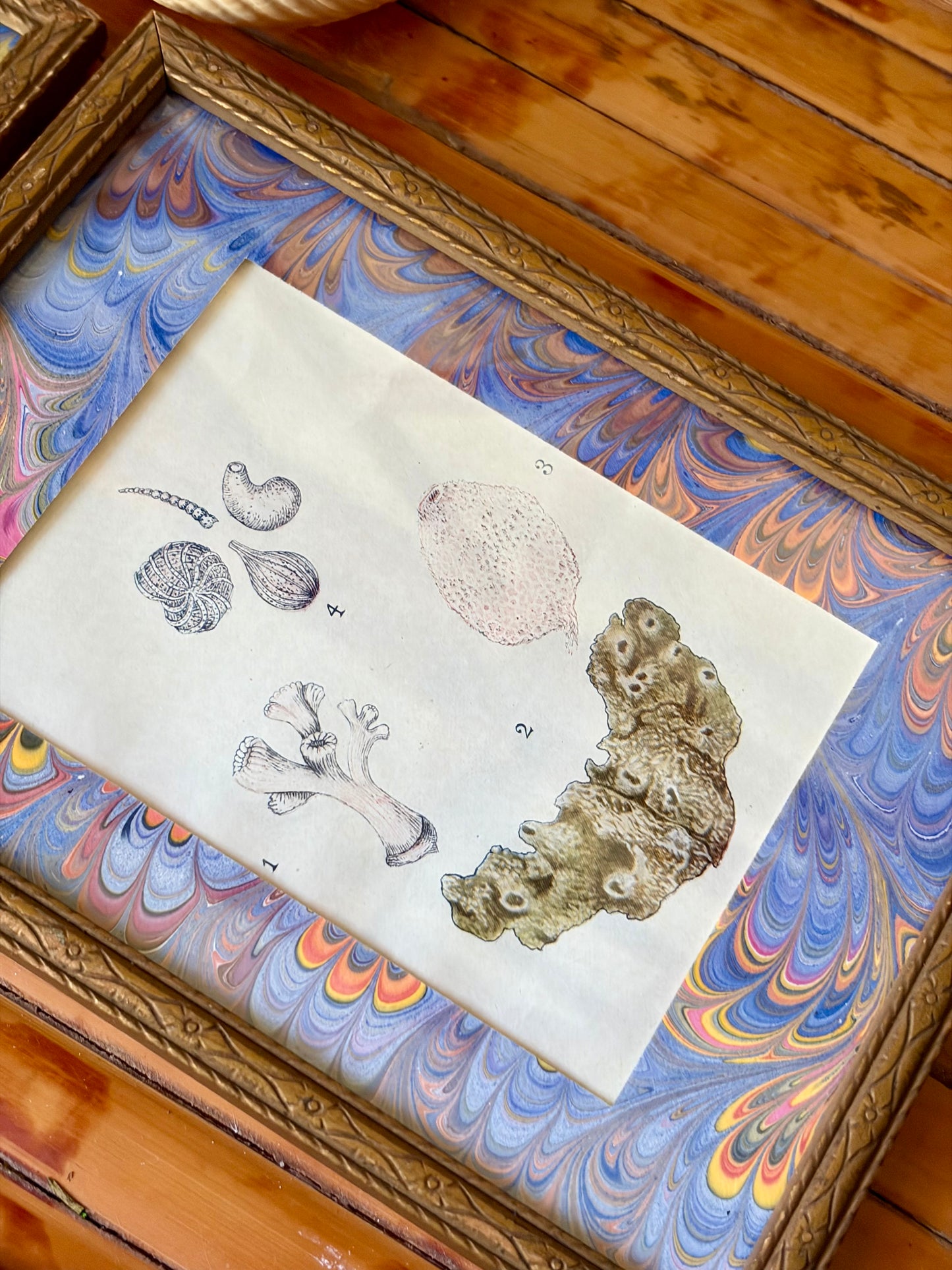 Pair of Framed Antique Coral & Anemone Prints