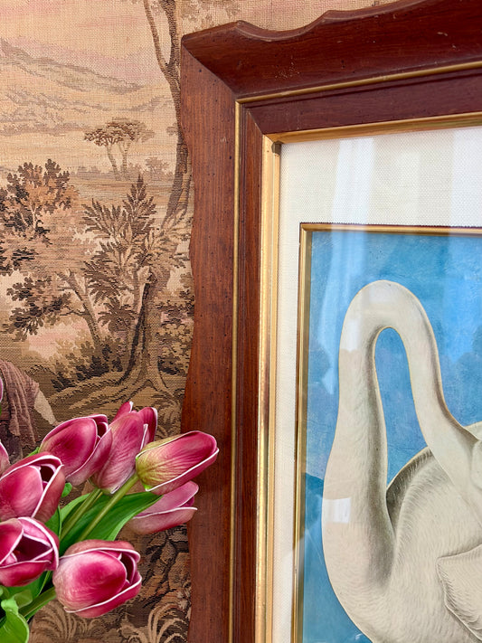 Whistling Swan Plate 258