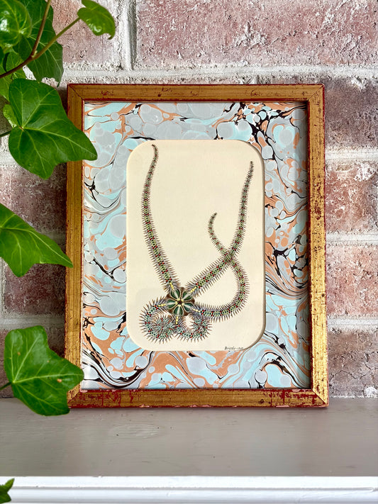 Vintage Starfish Print