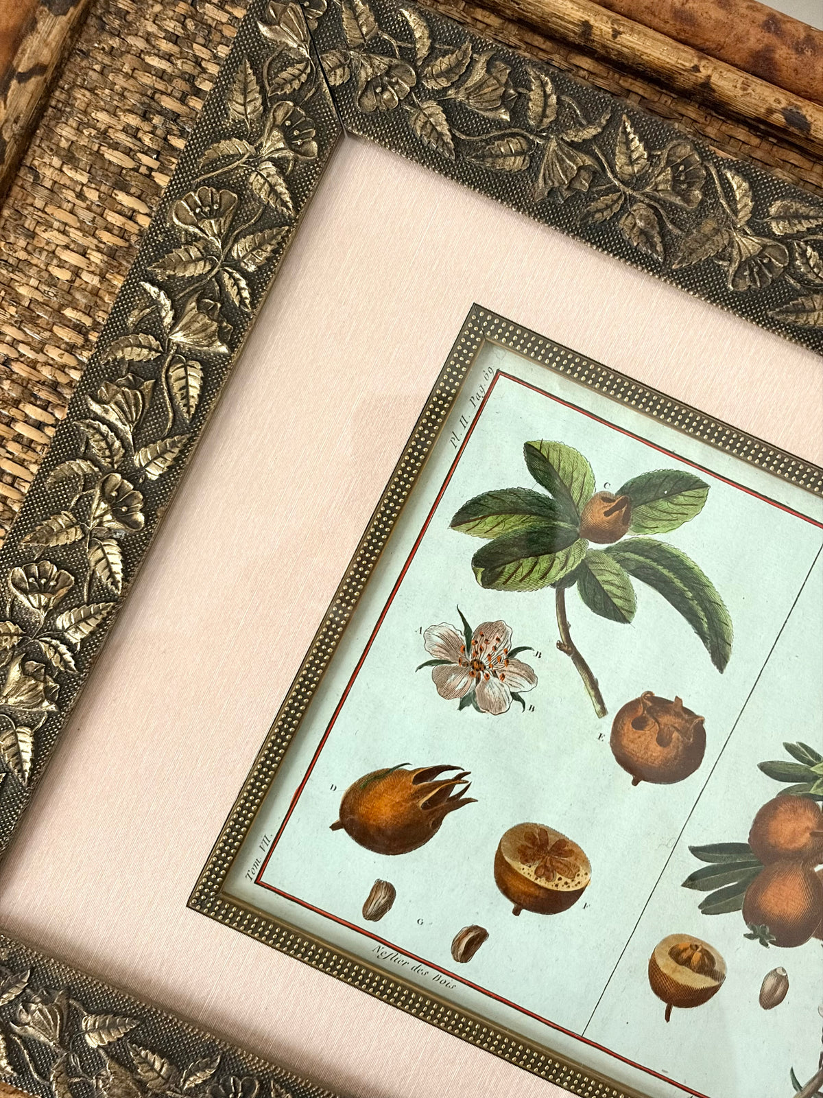 Rare Antique 18th Century Botanical Engraving