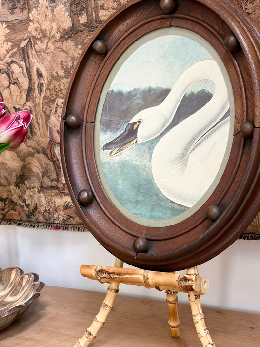 Trumpeter Swan Plate 7