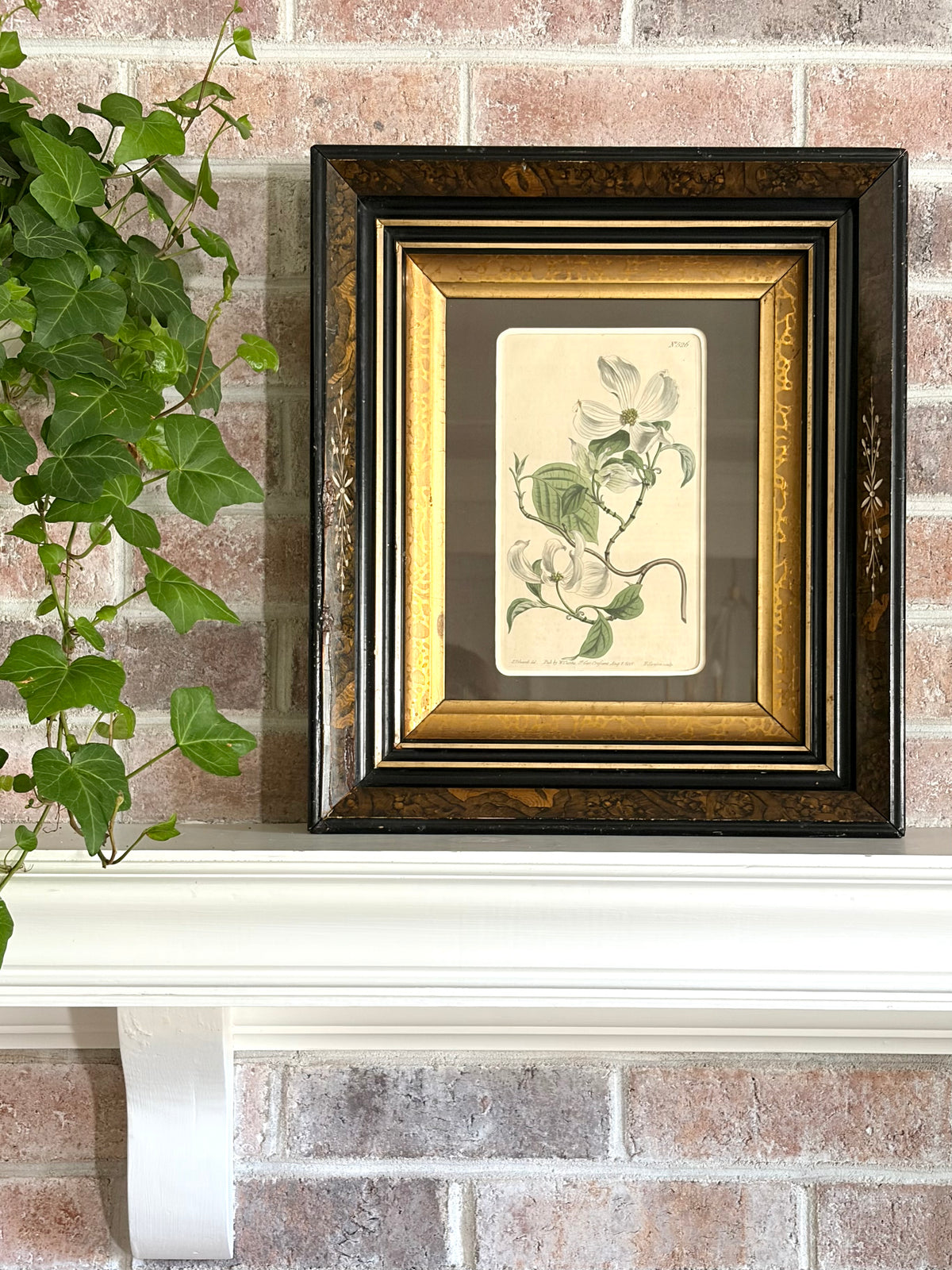 Antique Dogwood Engraving