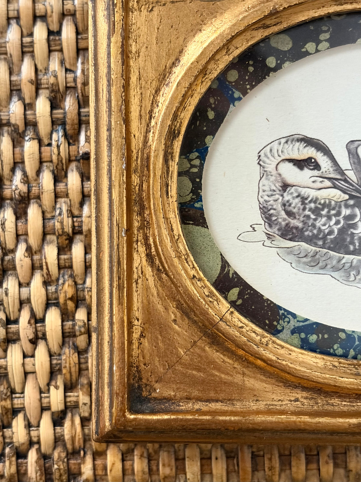 Vintage Bird Print