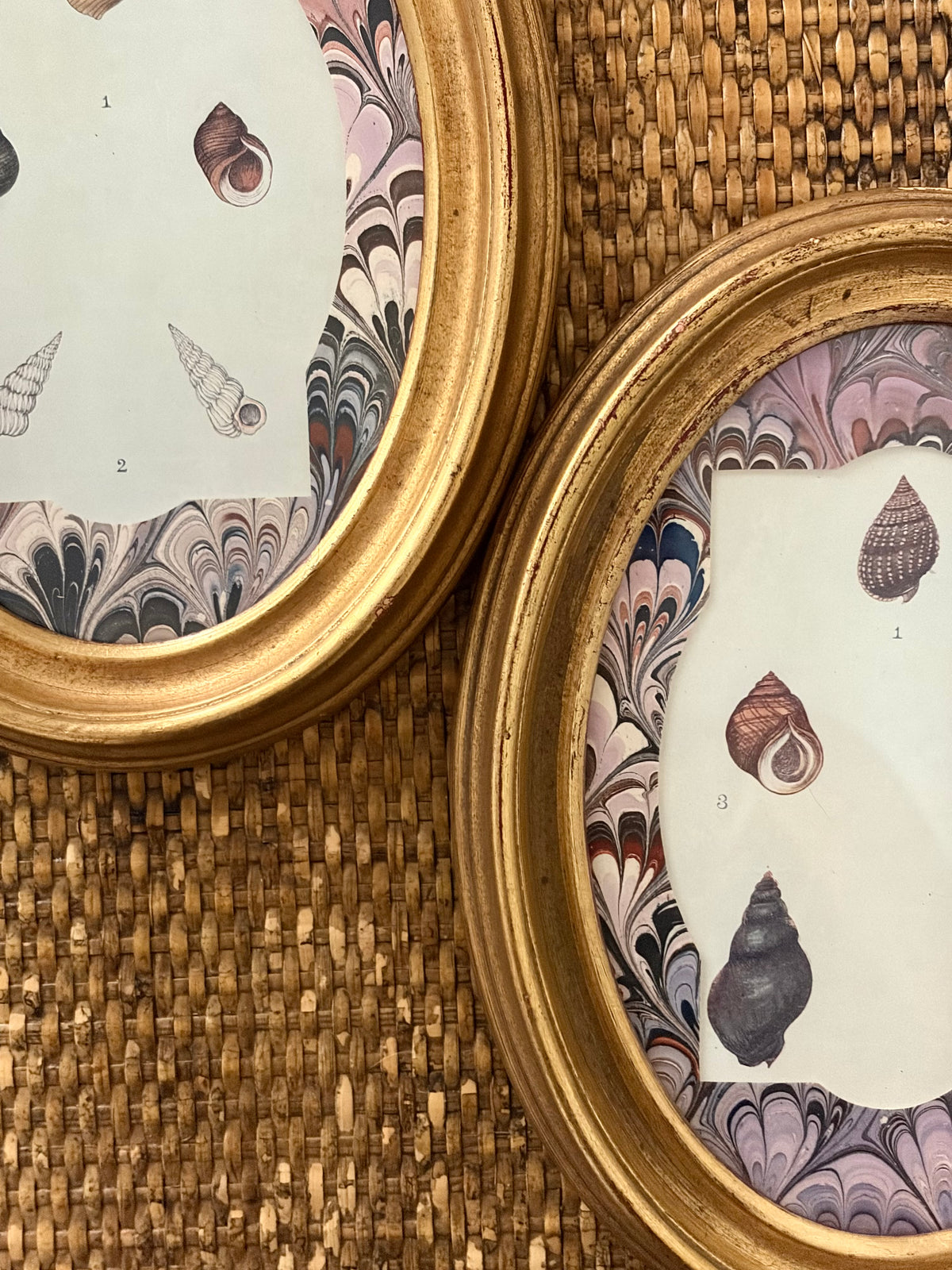 Pair of Antique Shell Prints