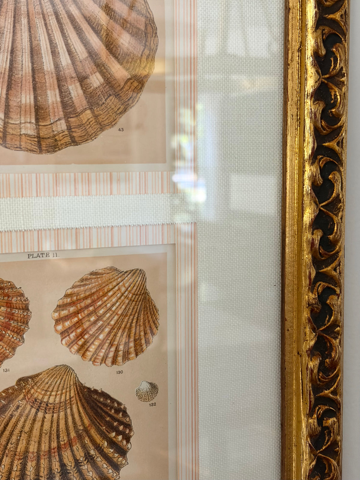 Pair of Antique Shell Prints