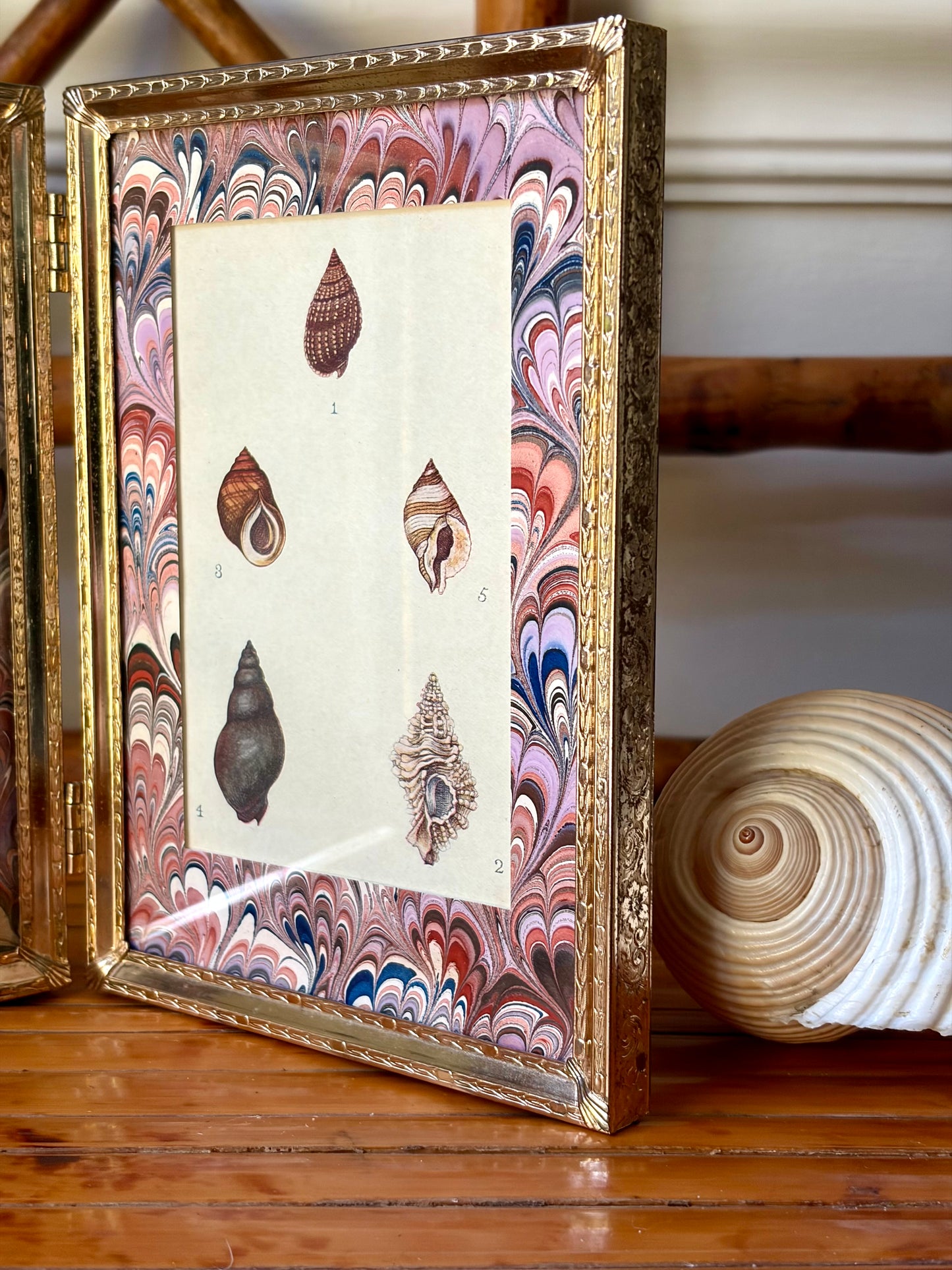 Double-Framed Antique Shell Prints
