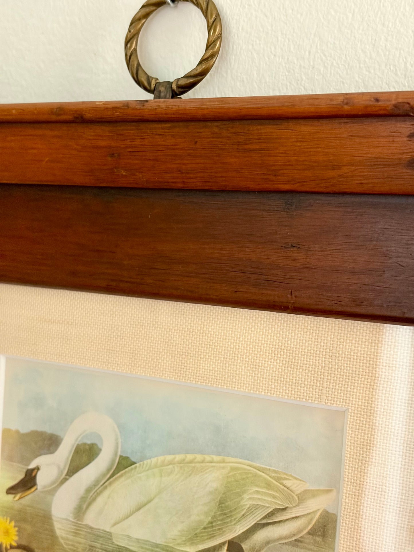 Whistling Swan Plate 35