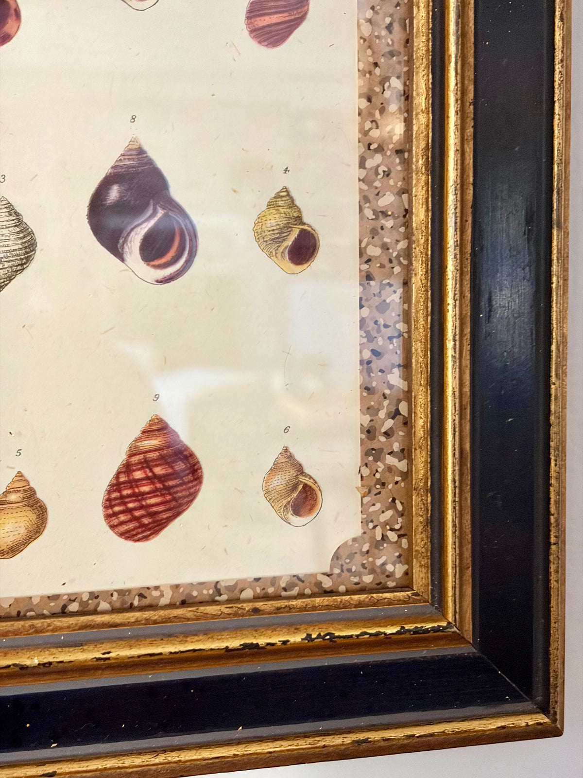 Vintage Shell Print