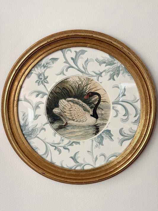 Antique Black Swan Engraving