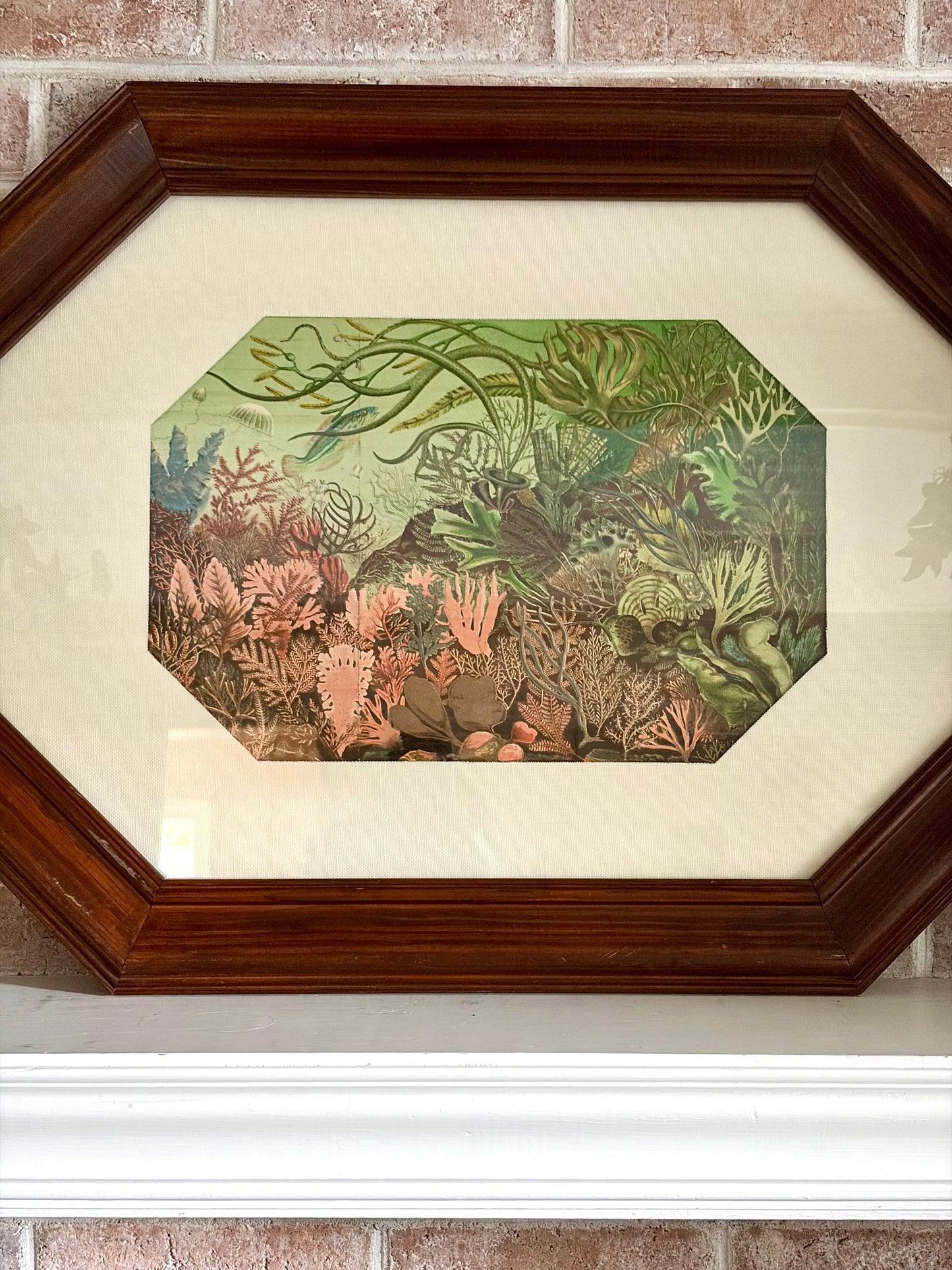 Framed Antique British Seaweeds Print