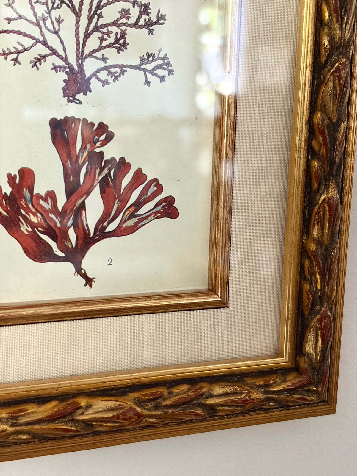 Antique Coral Print